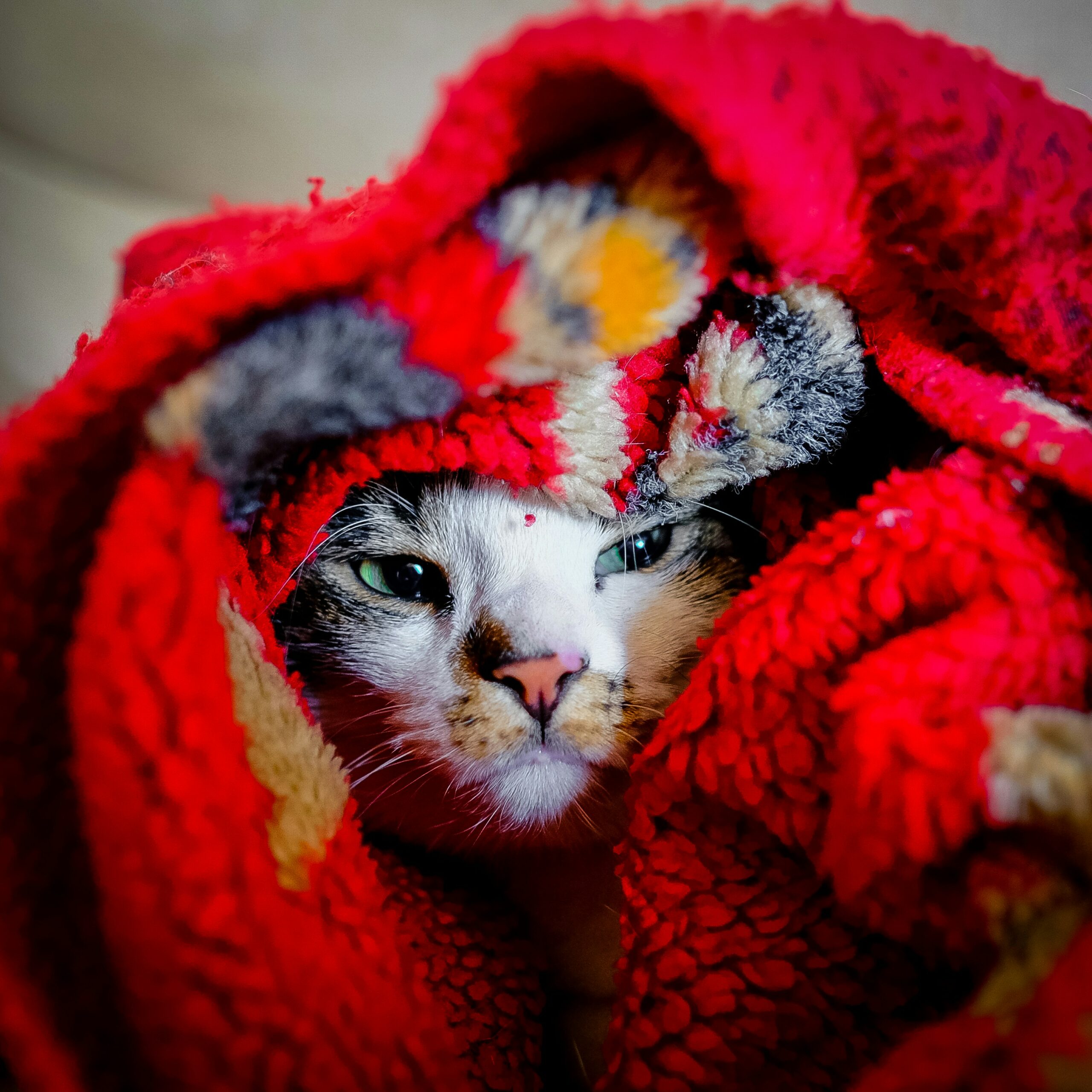 Chat emmitouflé dans une couverture, l'air paisible
